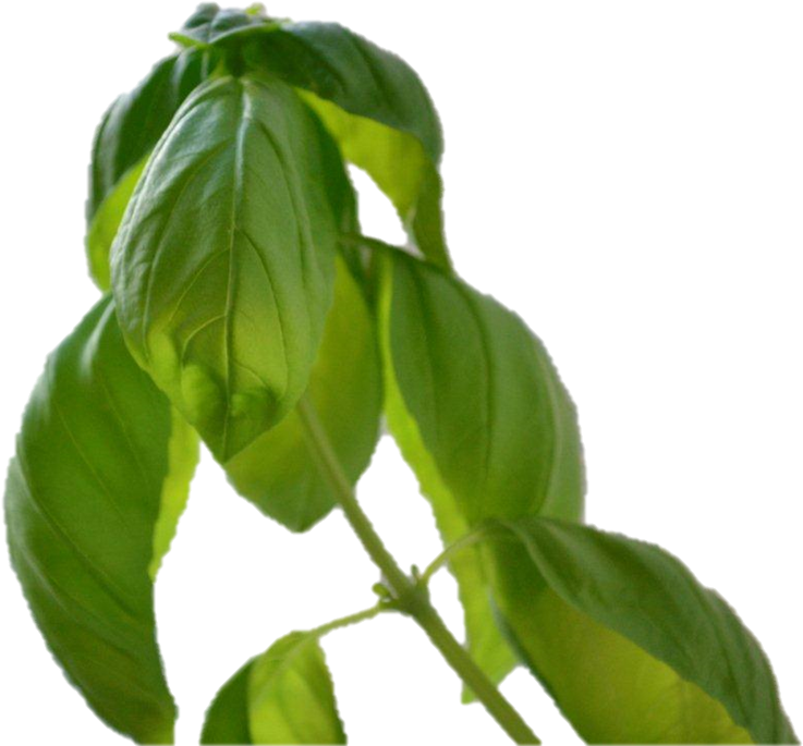 Falta De Luz En Las Plantas - Tree (757x695), Png Download