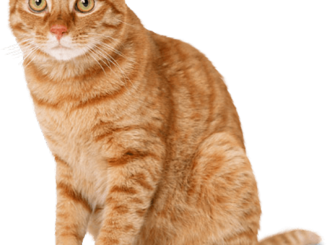 Tabby Cat Clipart Ginger Cat - Orange Cat (640x480), Png Download