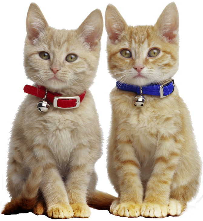 I Love Cats, Orange Tabby Cats, Ginger Cats, White - Cats Wearing Collars (670x731), Png Download