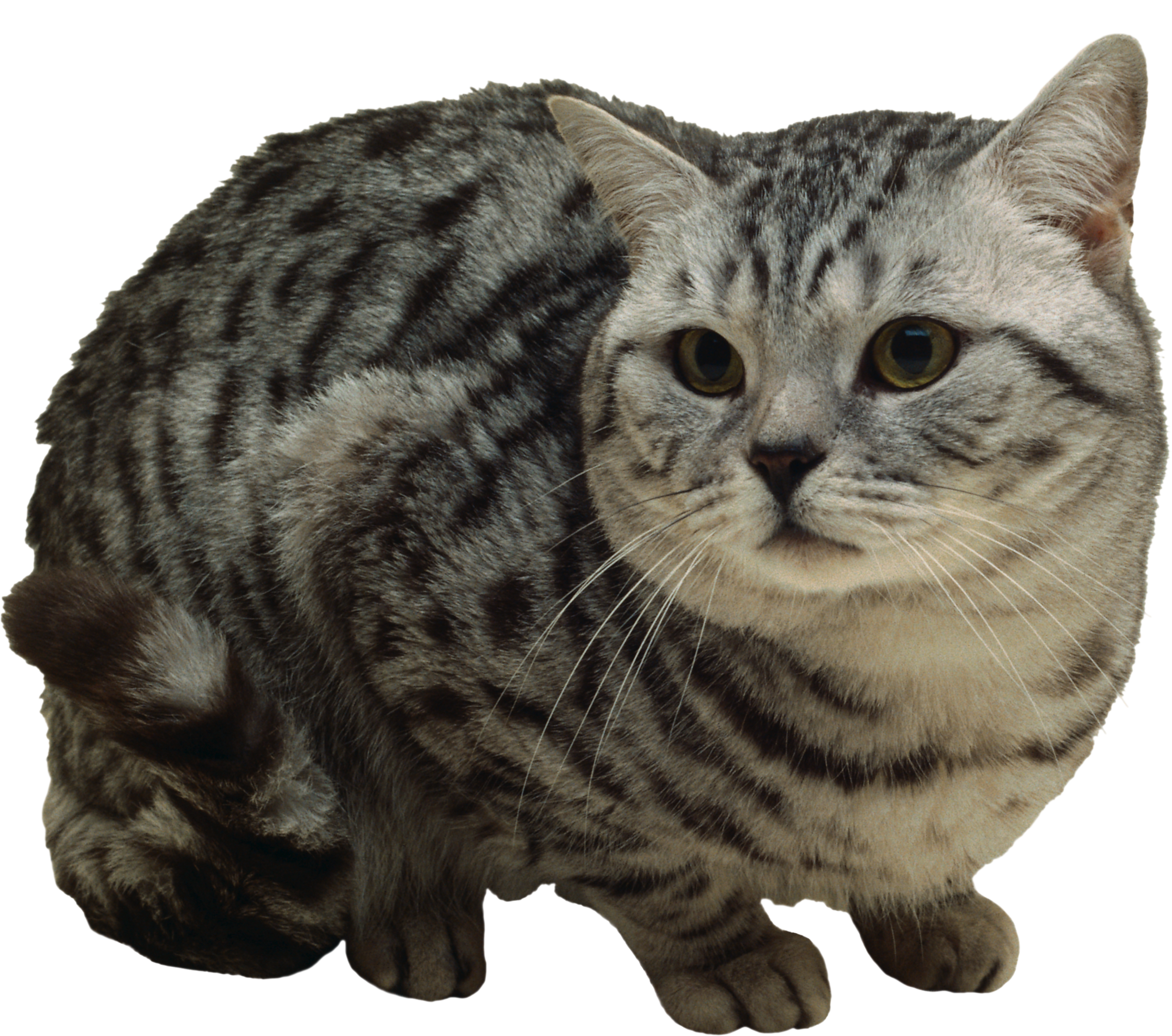 Grey Tabby Cat Clipart - Dragon Li (2237x1977), Png Download