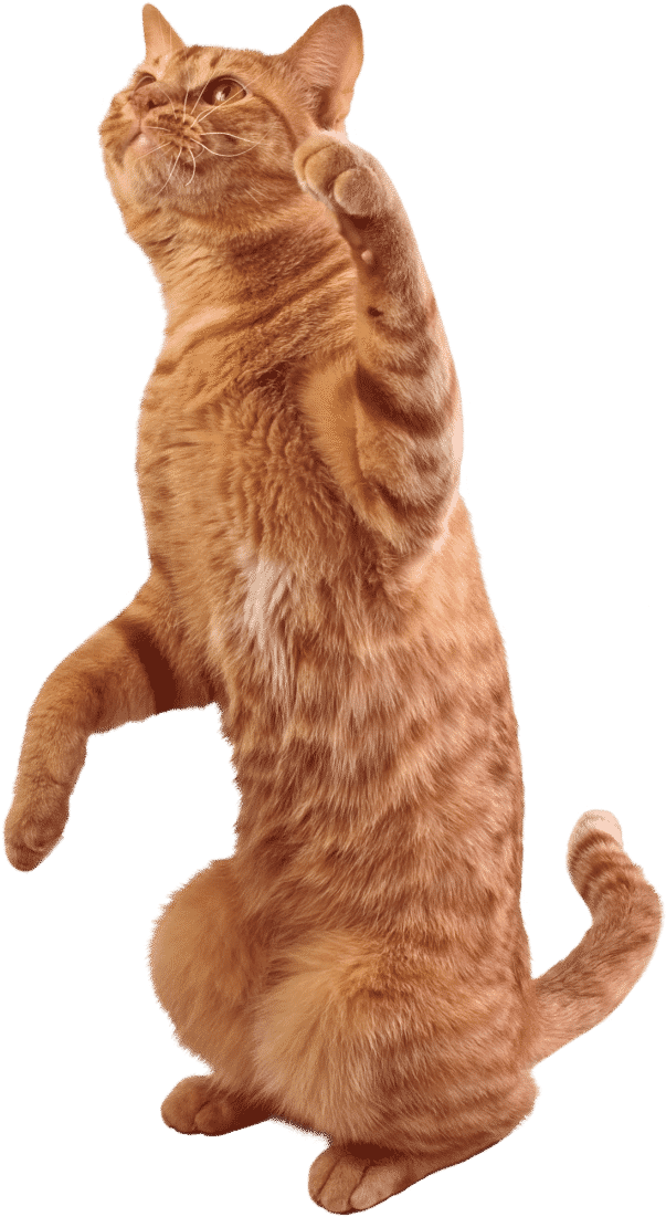 Image Royalty Free Library Tabby Cat Stock Photography - Domestic Short-haired Cat (609x1114), Png Download