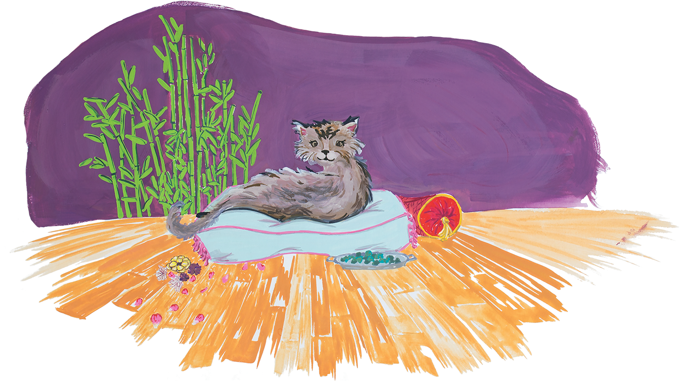 Cat Wellness - Domestic Short-haired Cat (1400x801), Png Download