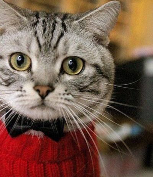 #cats Have The Courage To Live By Them" -jim Davis - Cat With A Sweater (700x587), Png Download
