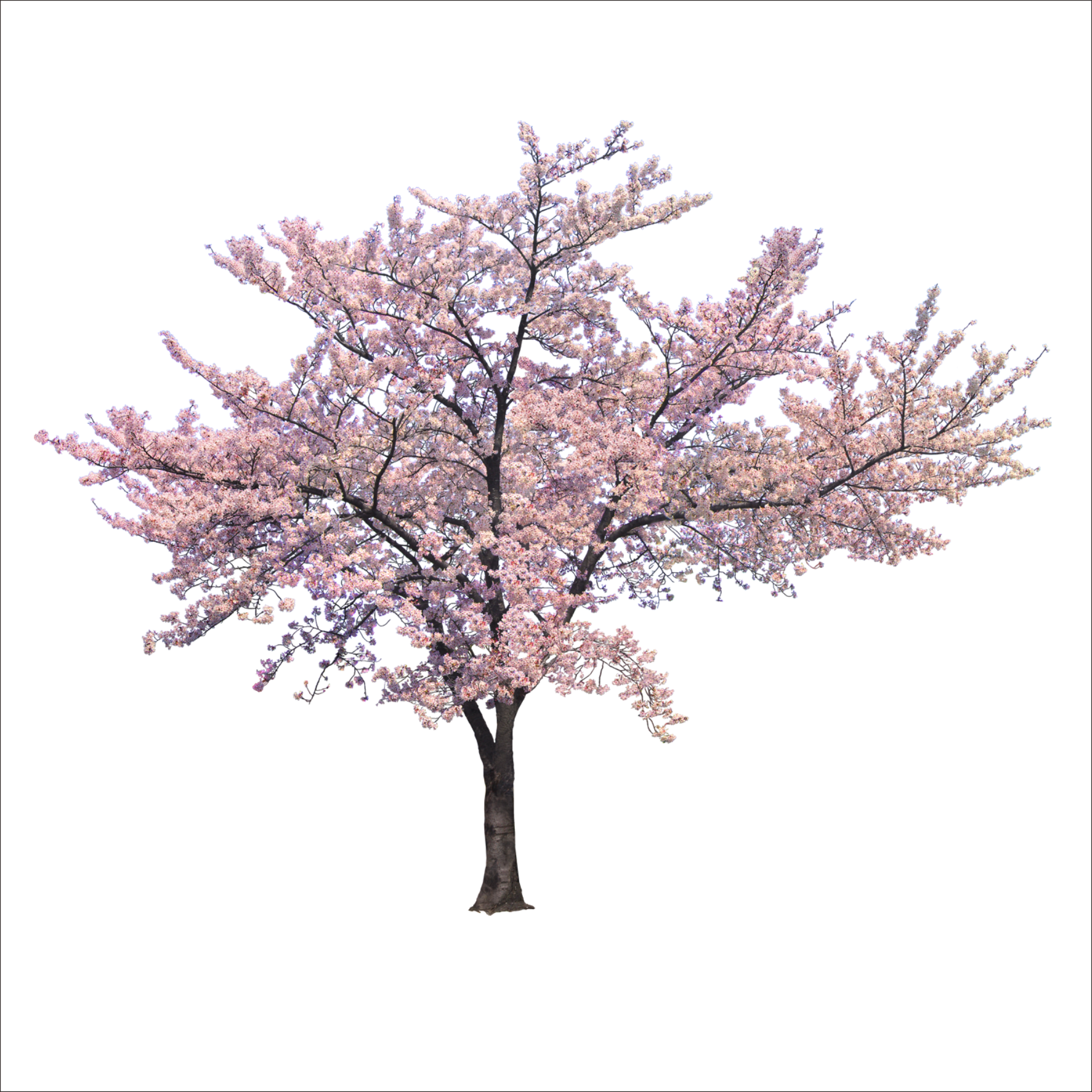 Blossom Cherry Tree Trees Branch Png File Hd Clipart - Cherry Blossom Tree Png (1773x1773), Png Download