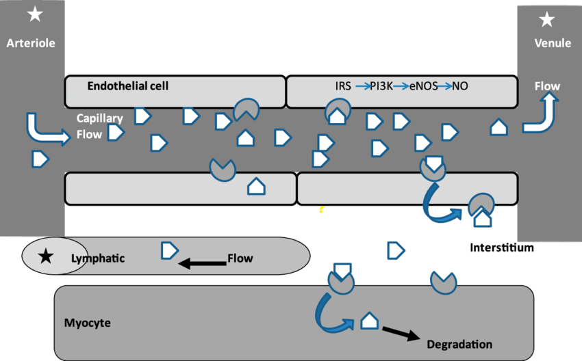 Insulin Enters The Skeletal Muscle Capillary Microvasculature - Vascular Insulin Resistance (850x528), Png Download