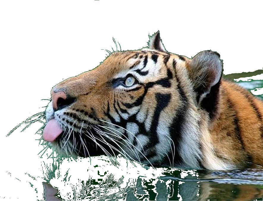 Transparent Tiger Swimming (885x679), Png Download