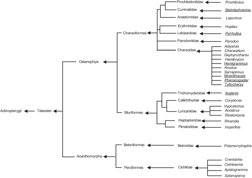 The Tree Is Based On Compiled Data From Diogo , Malabarba - Diagram (850x603), Png Download
