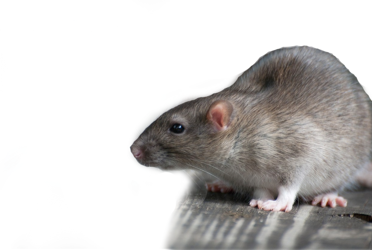 1920 X 1080 10 - Rat (1920x1080), Png Download