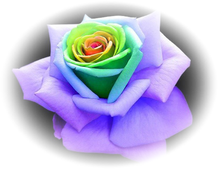 Hence, & You Shall Love Hashem Your Elohim - Unique Multi Colored Roses (776x600), Png Download