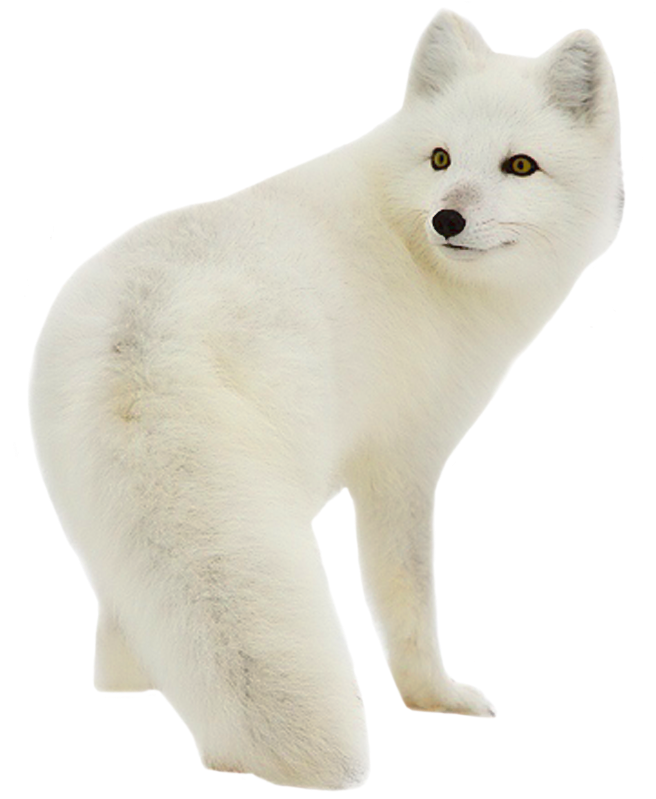 1-4 4 Yandex, Cgi, Arctic Fox, Etsy, Animals, - Arctic Fox Transparent Background (800x800), Png Download