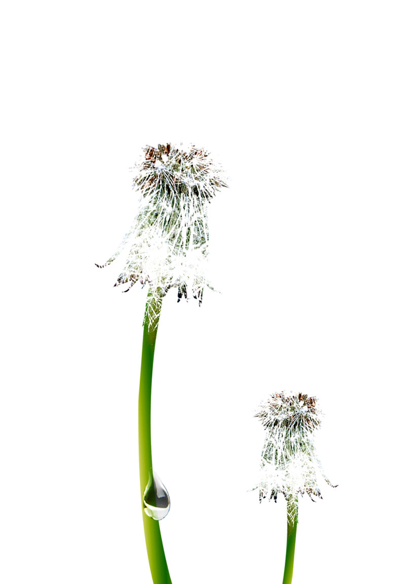 Common Dandelion Nagammal Mills P Ltd Euclidean - Blue Sky (1200x1200), Png Download