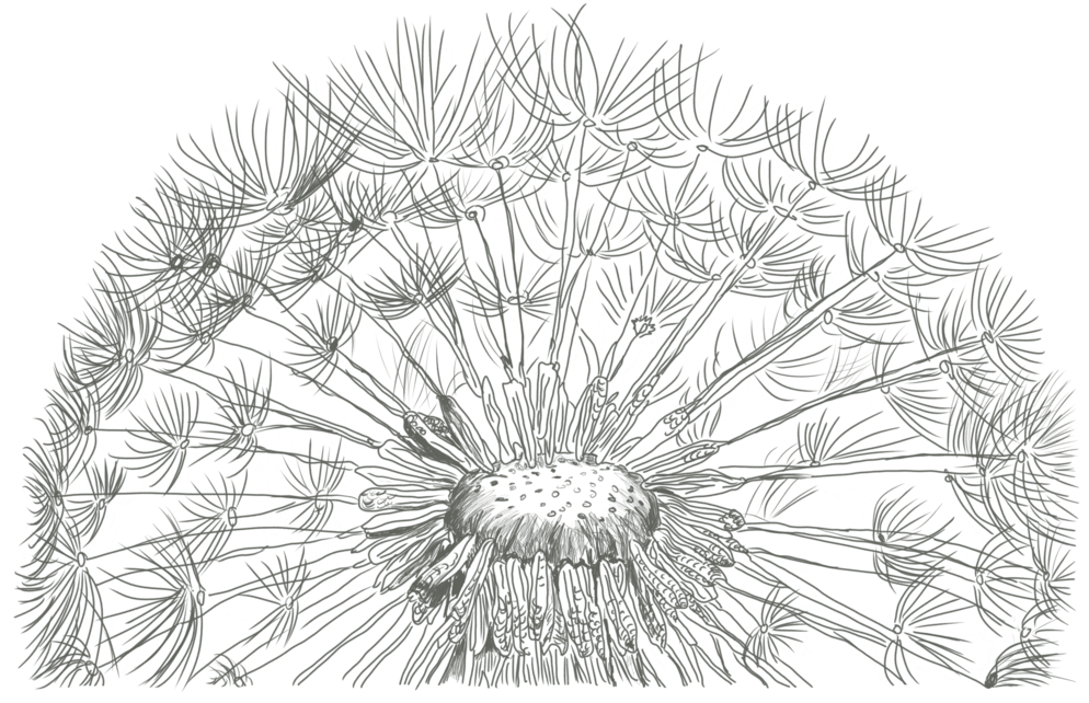 Drawn Dandelion Common Dandelion - Sketch Of Dandelion (1024x686), Png Download