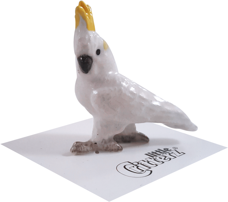 "captain" Sulphur-crested Cockatoo - Cockatiel (1024x920), Png Download
