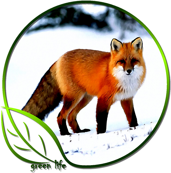 Click And Drag To Re-position The Image, If Desired - Red Fox Public Domain (600x600), Png Download