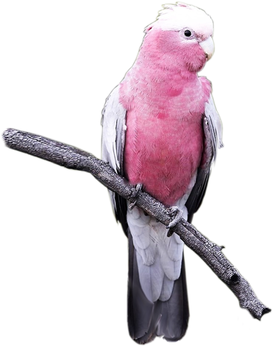 I Pappagalli Di Casa Anselmo - Cacatua Rosa Png (558x683), Png Download