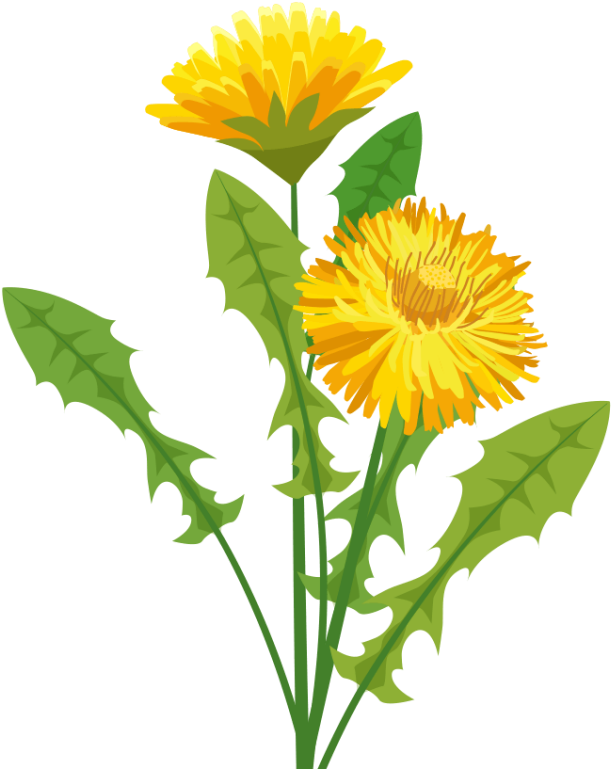 Dandelion Herbalist Graphic Transparent Download - Pissenlit Png (800x800), Png Download