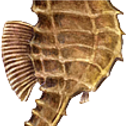 Seahorse Png Transparent Images - Seahorse Without Background (640x480), Png Download