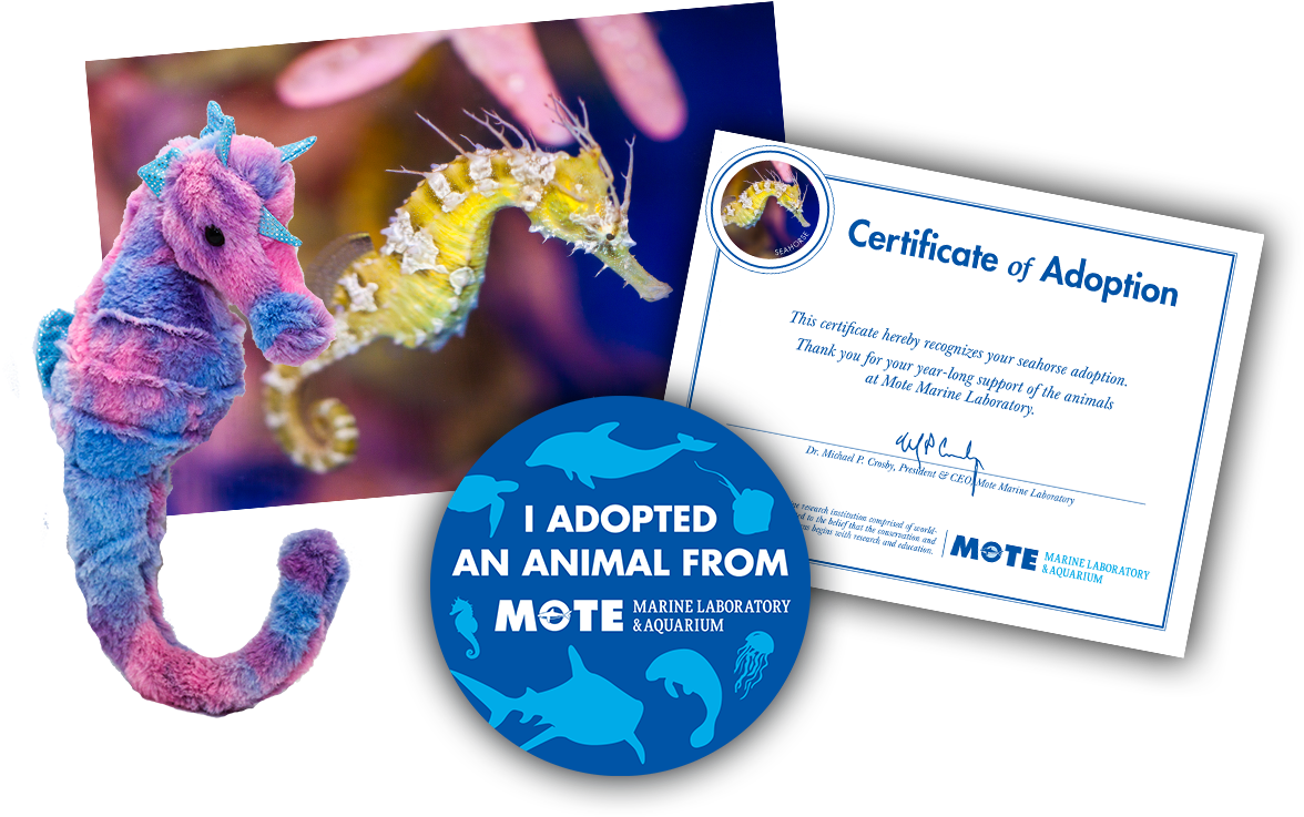 Items Included In Buddy Package - Cat Grabs Treat (1350x900), Png Download