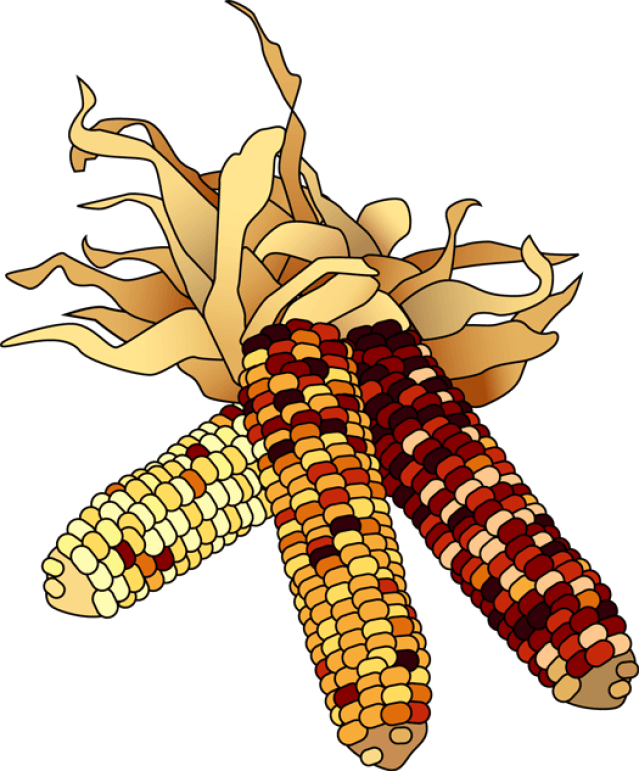 28 Collection Of November Clipart Transparent - Indian Corn Clipart (639x771), Png Download
