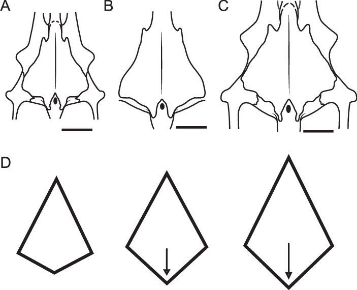 A, Restored Outline Of Frontals In M - Diagram (703x570), Png Download