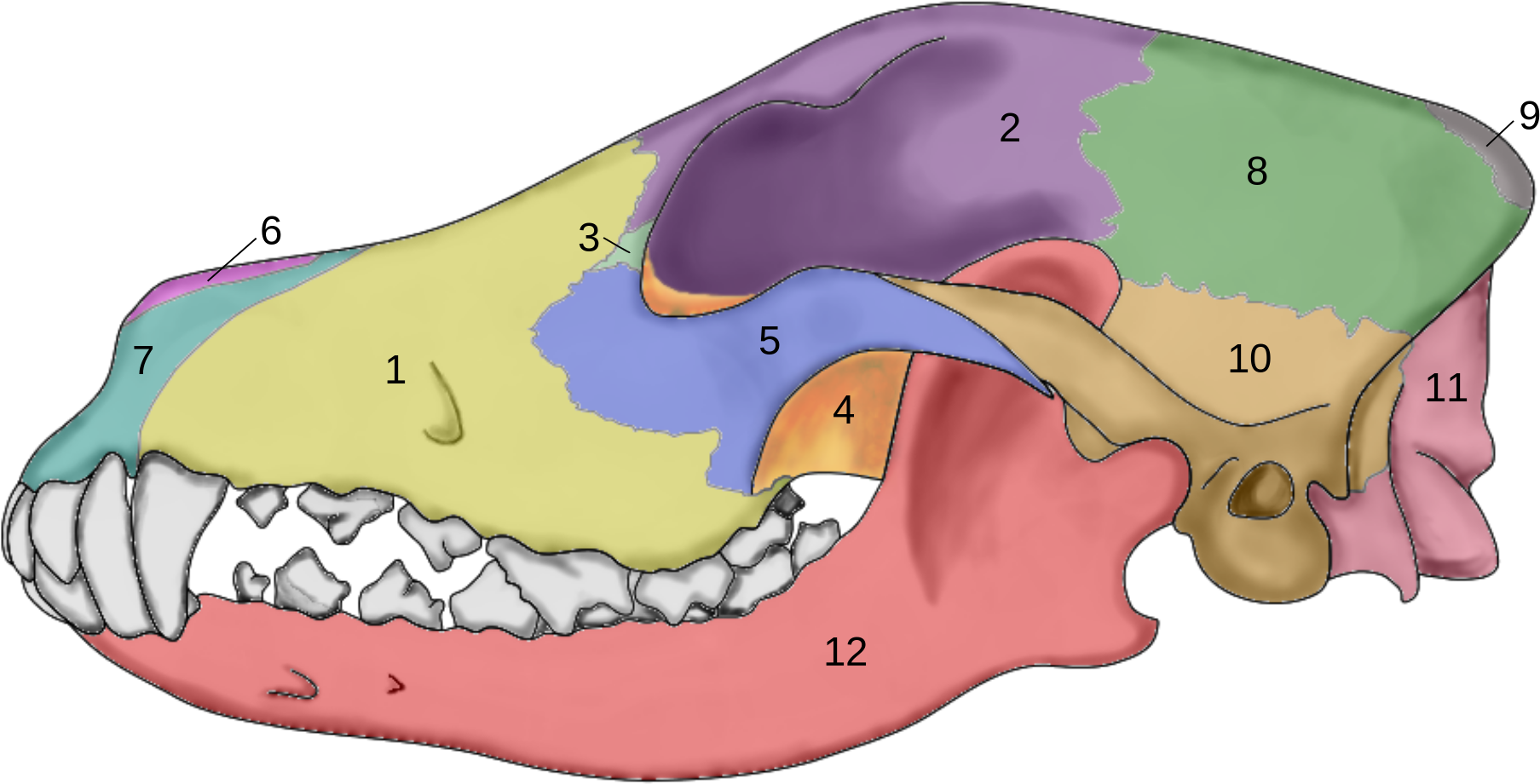 Open - Craneo Del Perro Y Sus Partes (2000x1414), Png Download