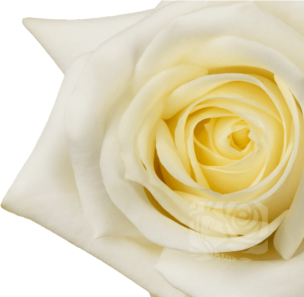 White Roses - Floribunda (658x597), Png Download
