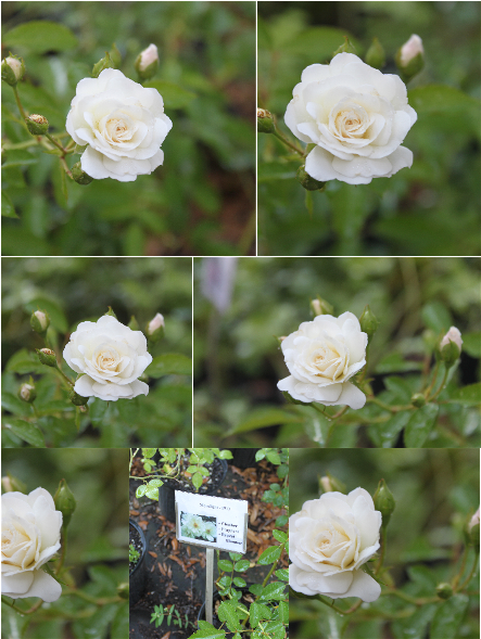 This Week Is All About Moonlight, A Hybrid Musk Introduced - Floribunda (500x647), Png Download