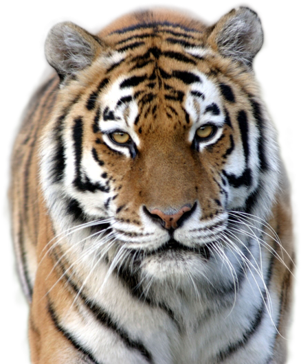 Tiger Png Image - Marwell Zoo (794x529), Png Download