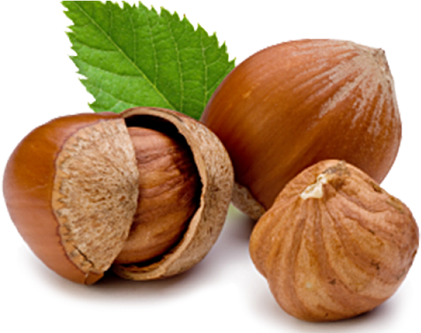 Oregon State Nut (640x480), Png Download