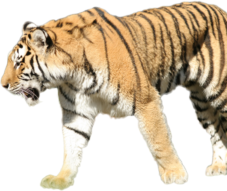 Tiger - Siberian Tiger (955x636), Png Download