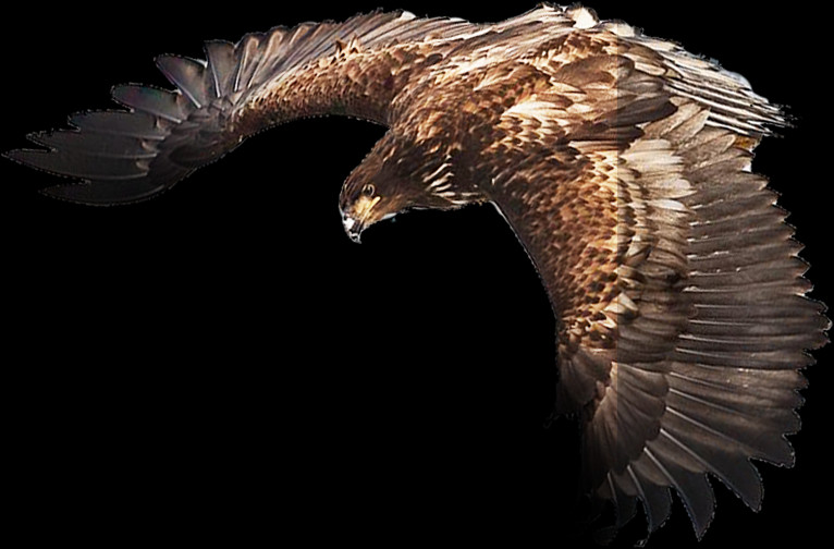 Png Images - Eagle - Hawk (766x504), Png Download