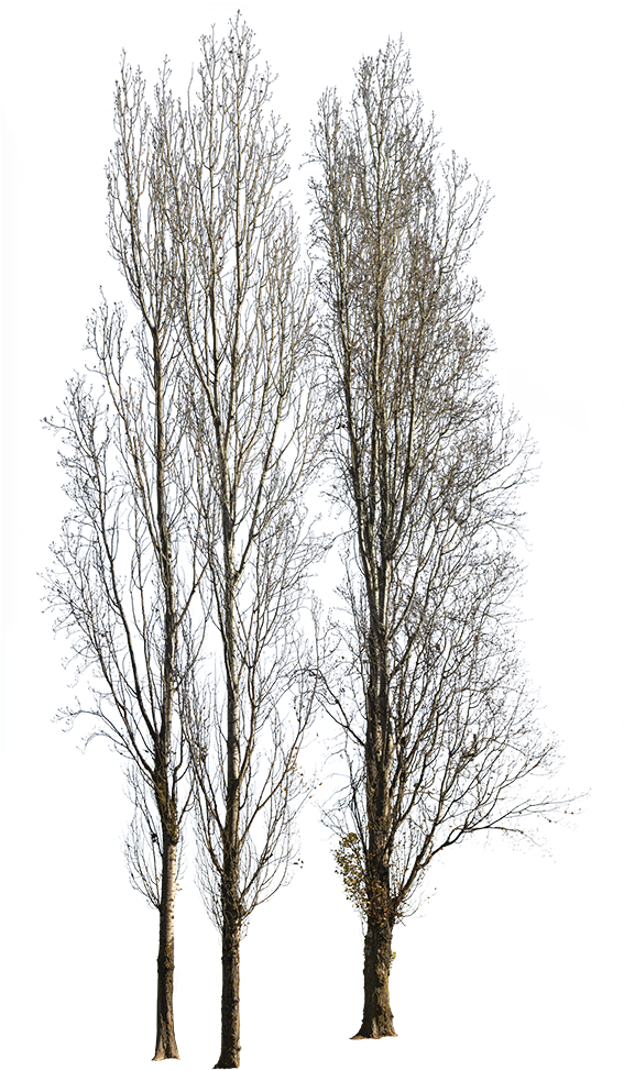 Populus Nigra Group Winter - Canoe Birch (566x1000), Png Download