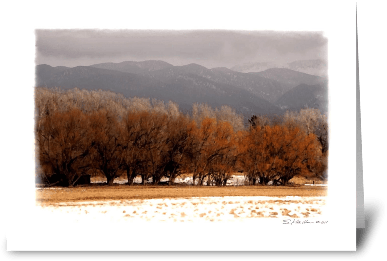 Winter Trees Greeting Card - Picture Frame (848x698), Png Download