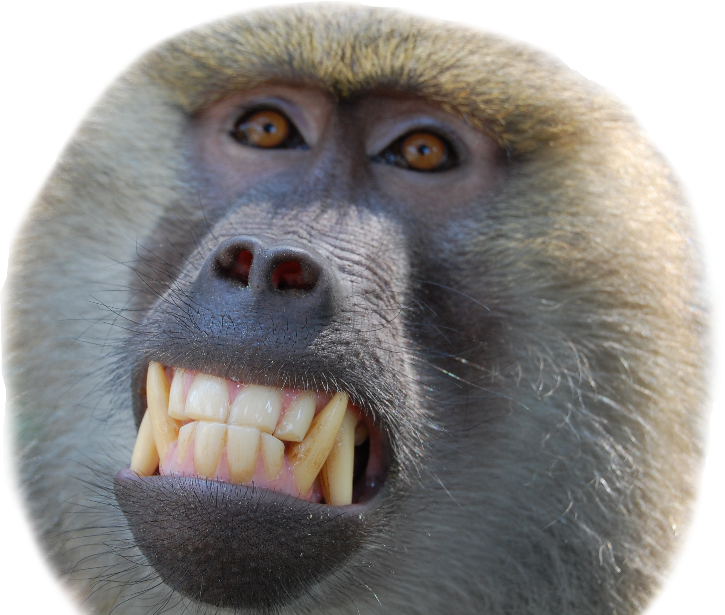 Movie, Commercials & Tv Credits - New World Monkey (3008x2000), Png Download