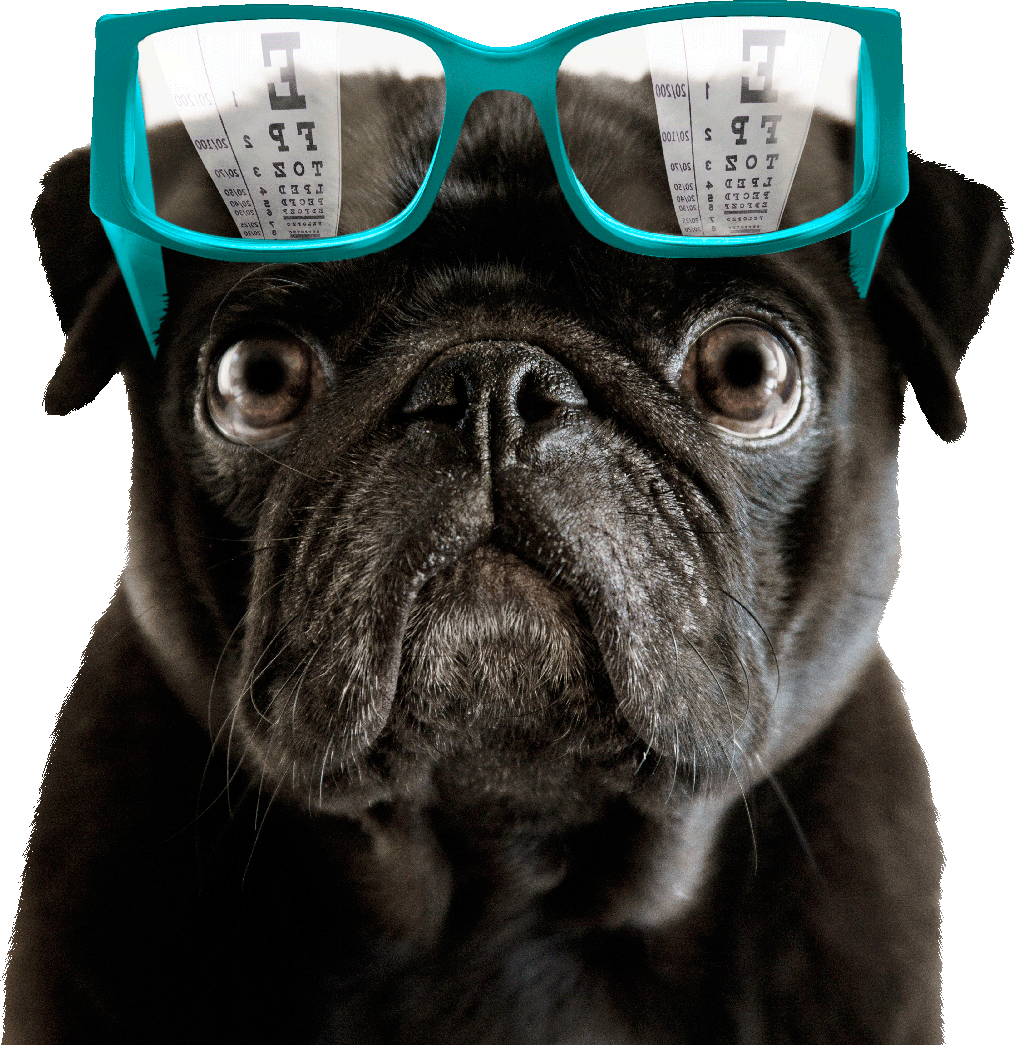 7 Things Eye Doctors Really Wish You Knew - Pug Lover (4350x4350), Png Download