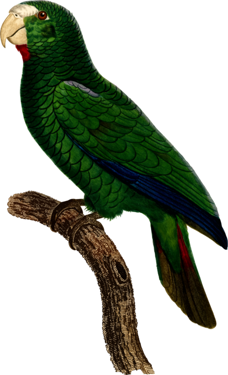 Parrot Bird Watercolor Painting - Parrot (456x749), Png Download