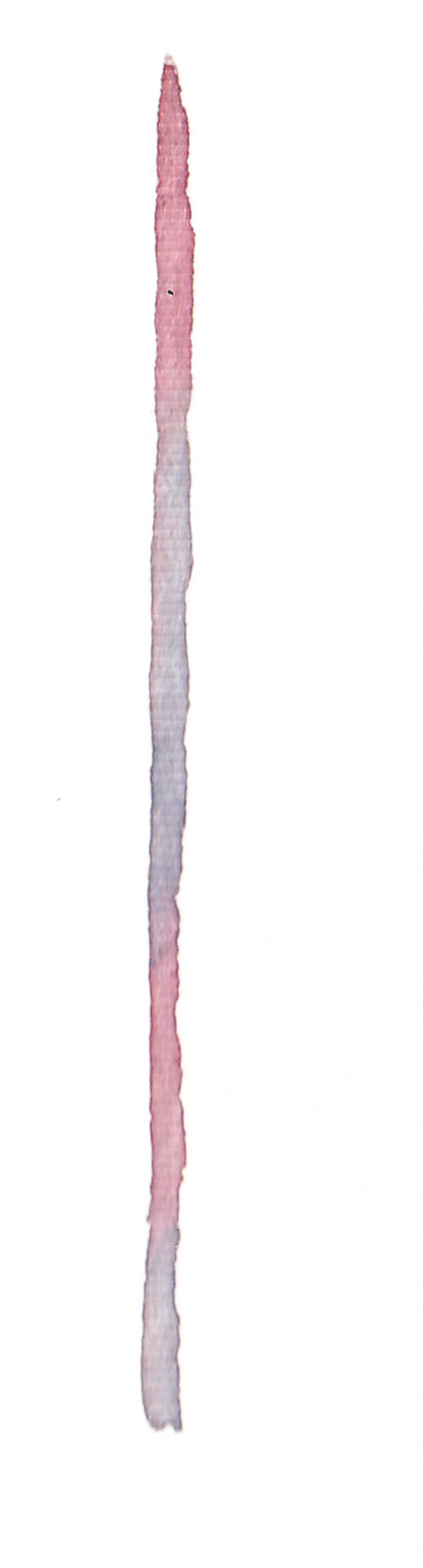 Red And Blue Fireworks Transparent Decorative - Wood (945x3500), Png Download