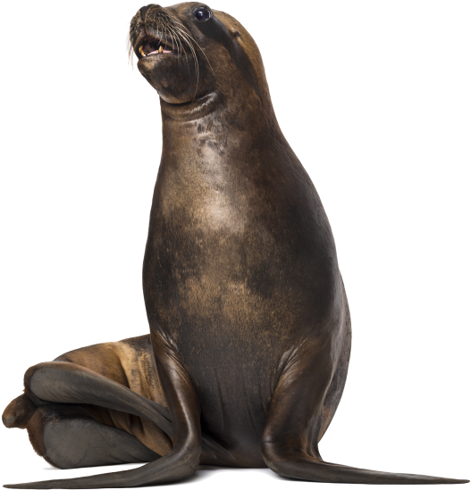 Sea Dog - California Sea Lion (866x650), Png Download