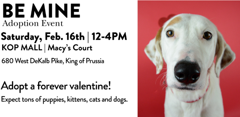 Providence Animal Center - Companion Dog (800x385), Png Download