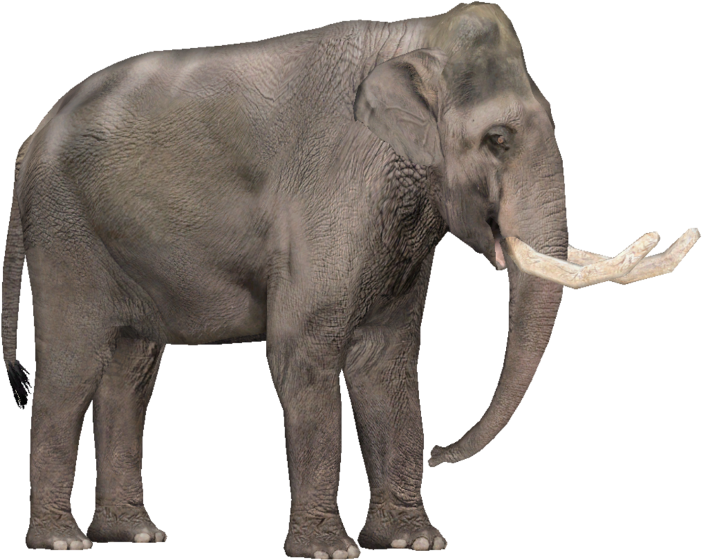 Tropical Dry Forest Animals (1024x1024), Png Download