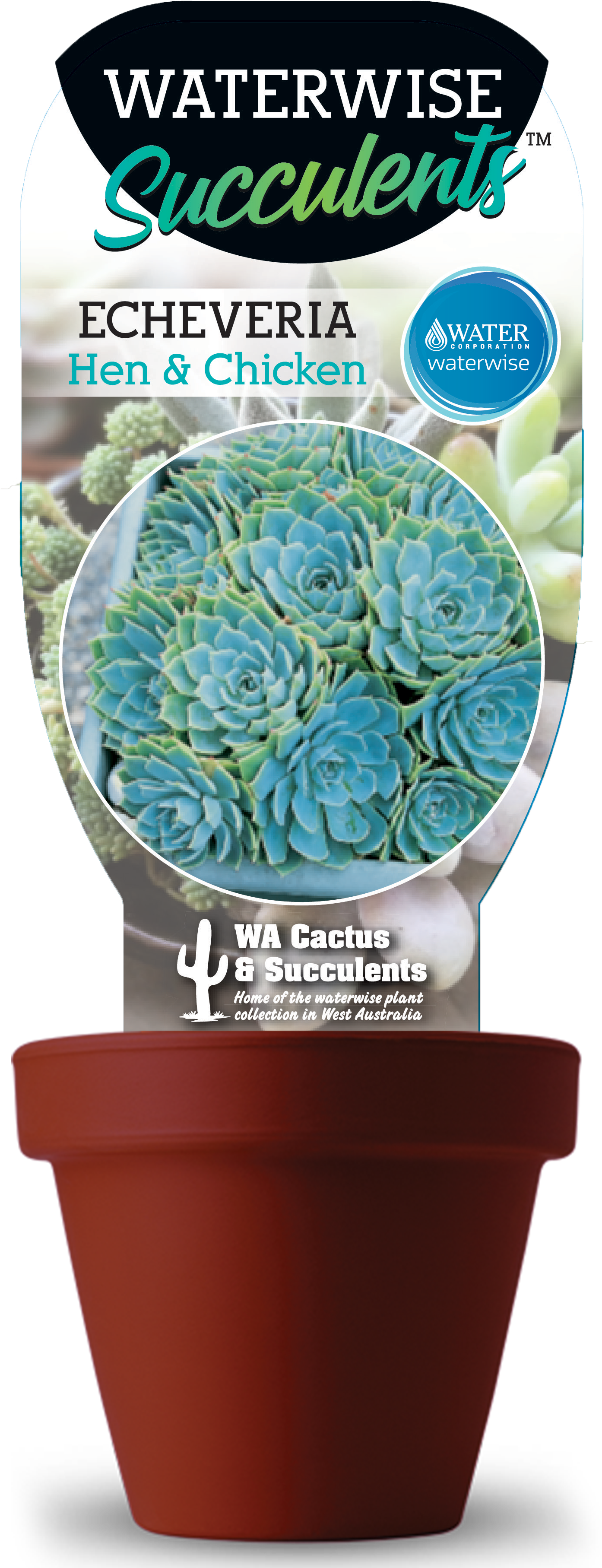 Hen - Cactus (1426x3712), Png Download