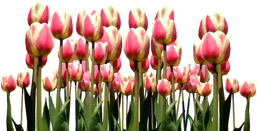 Spring, Tulips, Easter, Flowers, Nature, Cut Flowers - Tulip (960x518), Png Download