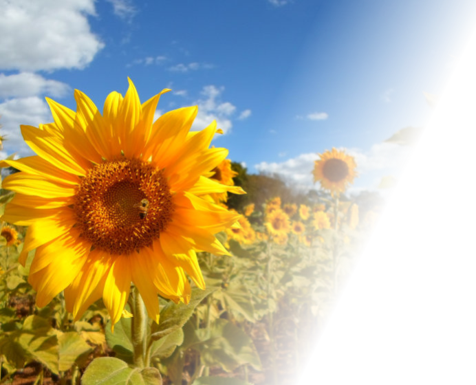 My Hero Academia Sunflower (692x560), Png Download