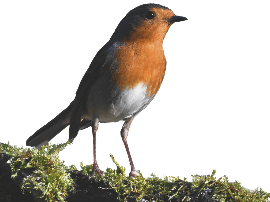 Robin, Forest, Small, Red, Cute - European Robin (880x720), Png Download