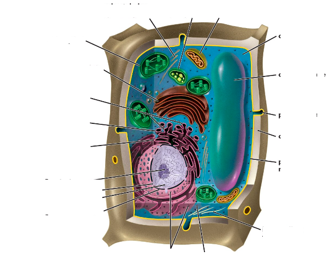 Location - Plant Cell (660x527), Png Download