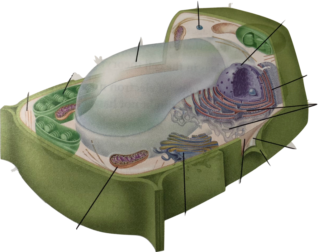 Location - Plant Cell (1024x808), Png Download