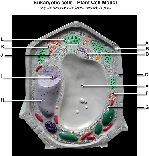 Plant Cell Model - Model In Microbiology (600x575), Png Download