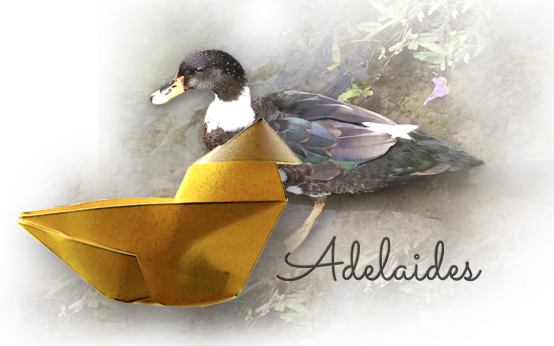 Adelaides 1 - Application Binary Interface (1080x675), Png Download