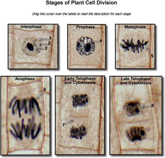Plant Cell Division Stages - Cell Division In Plant (600x575), Png Download