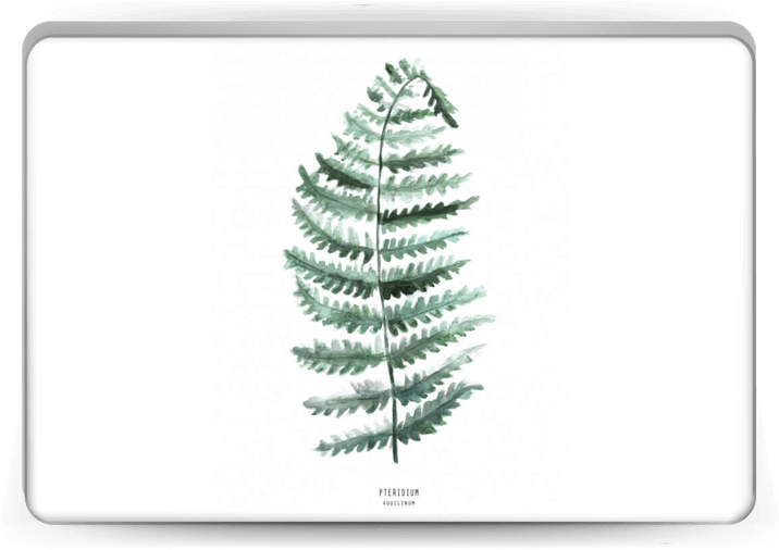 Pteridium Aquilinum Skin Laptop - Bracken (800x533), Png Download